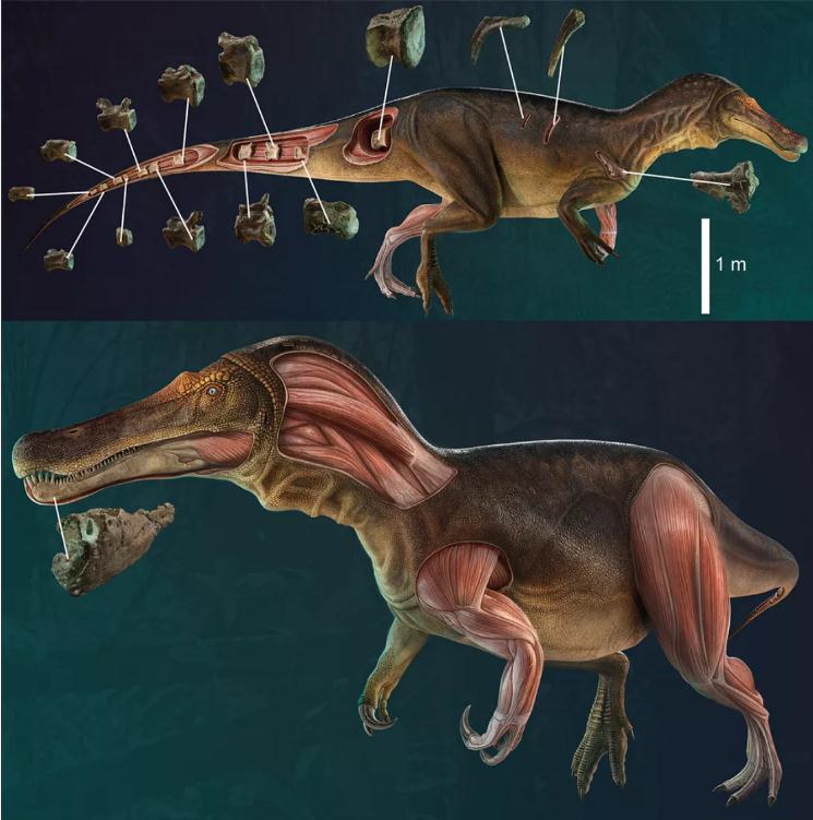 1.25亿年前新棘龙类恐龙：鳄鱼脸