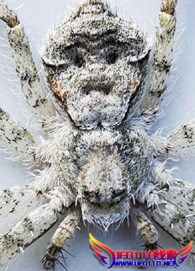 英国发现诡异“人脸蜘蛛”