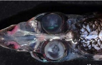 深海惊现四眼怪鱼 长有四肢眼睛具有360度视觉