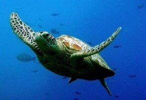 海龟为什么要“自埋”？