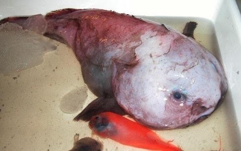 世界十大最恐怖动物第八名：科芬鱼