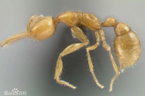 活化石生物火星蚂蚁