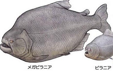 帕兰巨食人鱼与普通食人鱼的大小对比