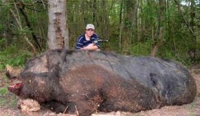 世界上**的猪_454公斤重巨型野猪