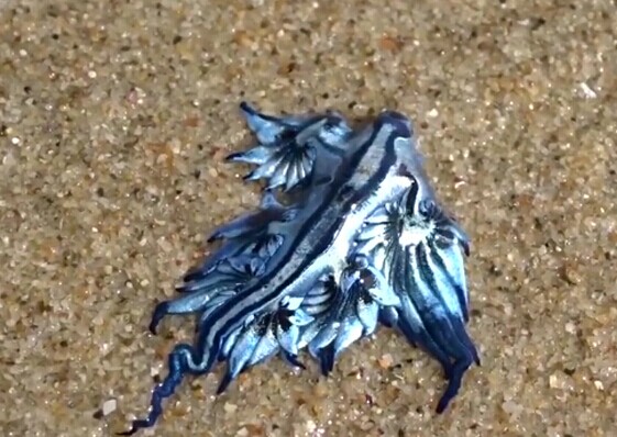 澳海滩现奇特蓝色生物