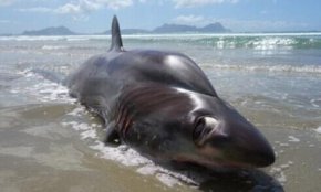 新西兰海滩现恐怖深海怪鱼 眼睛超大背部隆起