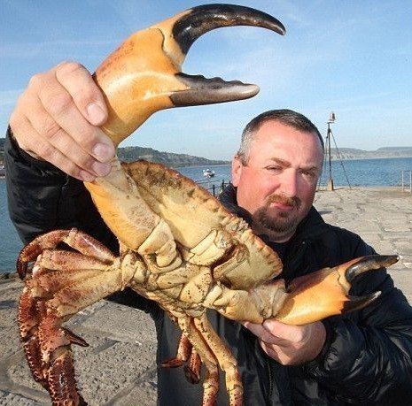 【“螃蟹之王”：重达17磅(约8公斤)的巨型螃蟹】
